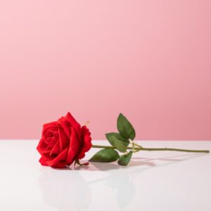 ROSA SOLITARIA 525-2